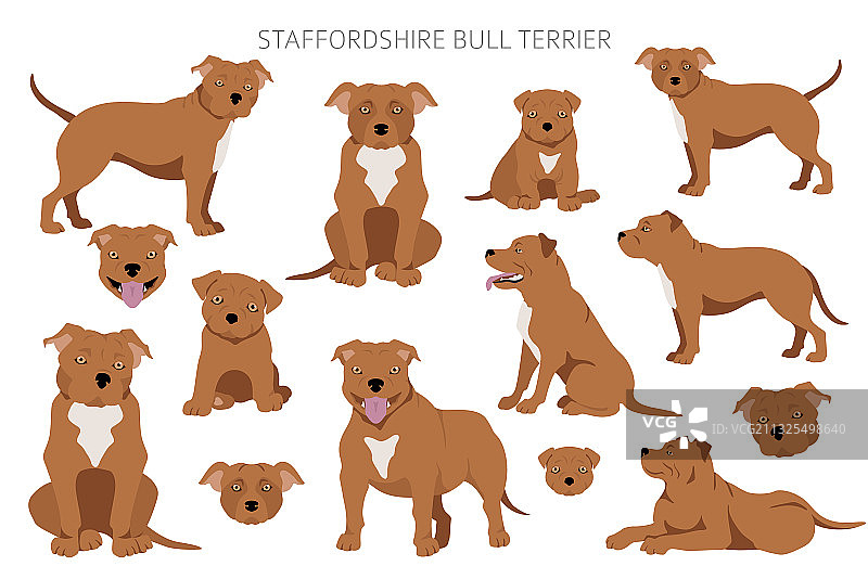 不同姿势的斯塔福德郡斗牛梗犬图片素材