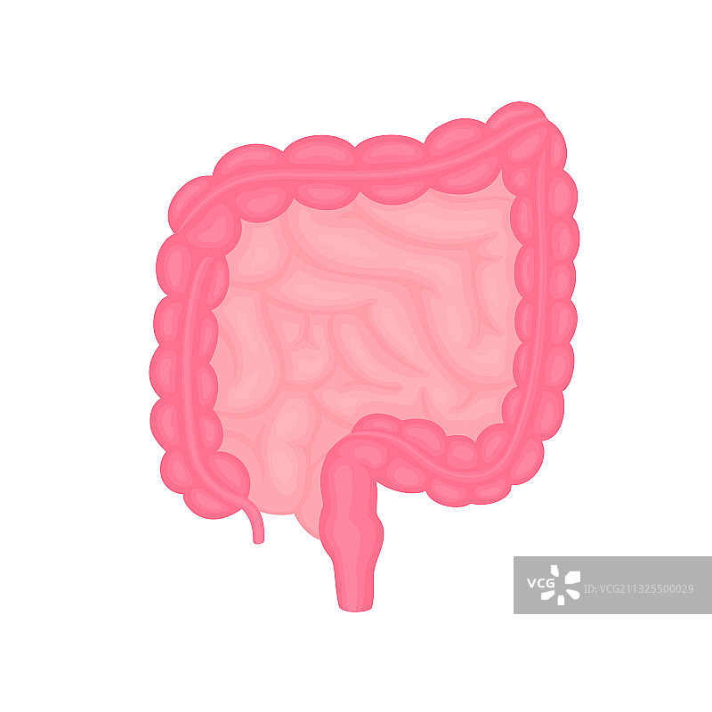 扁平风格的肠道医疗图片素材