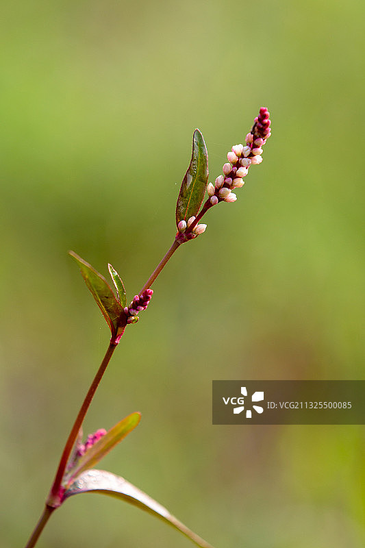 萝卜花开图片素材