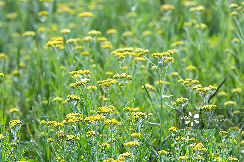 萝卜花开图片素材