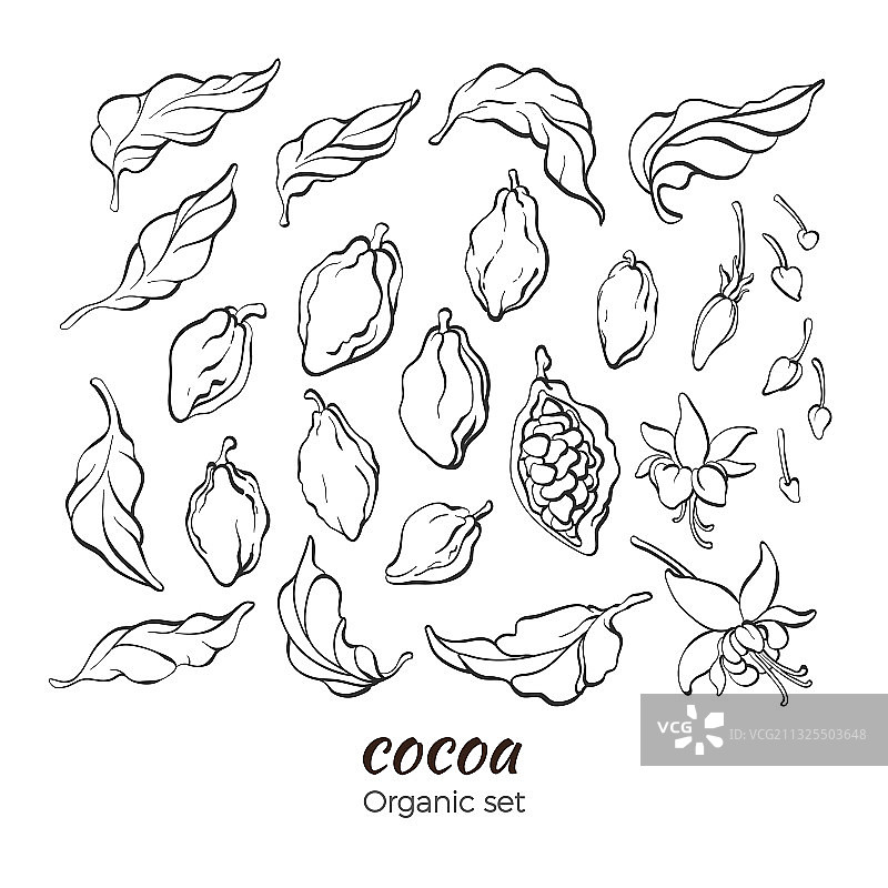 可可树枝套装图片素材