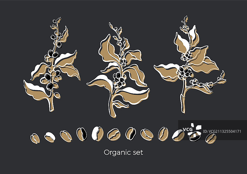 咖啡树双重草图套装图片素材