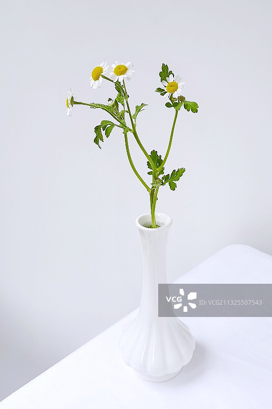 我和春天都想见你图片素材