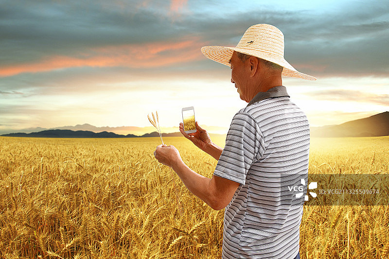 农民站在麦田里看手机图片素材
