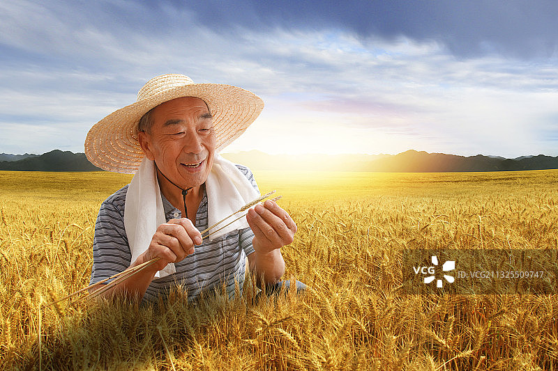 农民在麦田里查看小麦图片素材