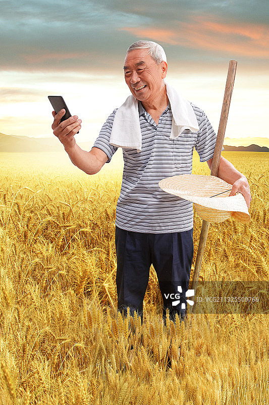 站在麦田里的农民看手机图片素材