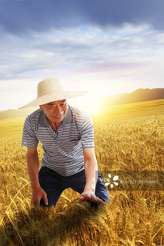 农民在麦田里查看小麦图片素材