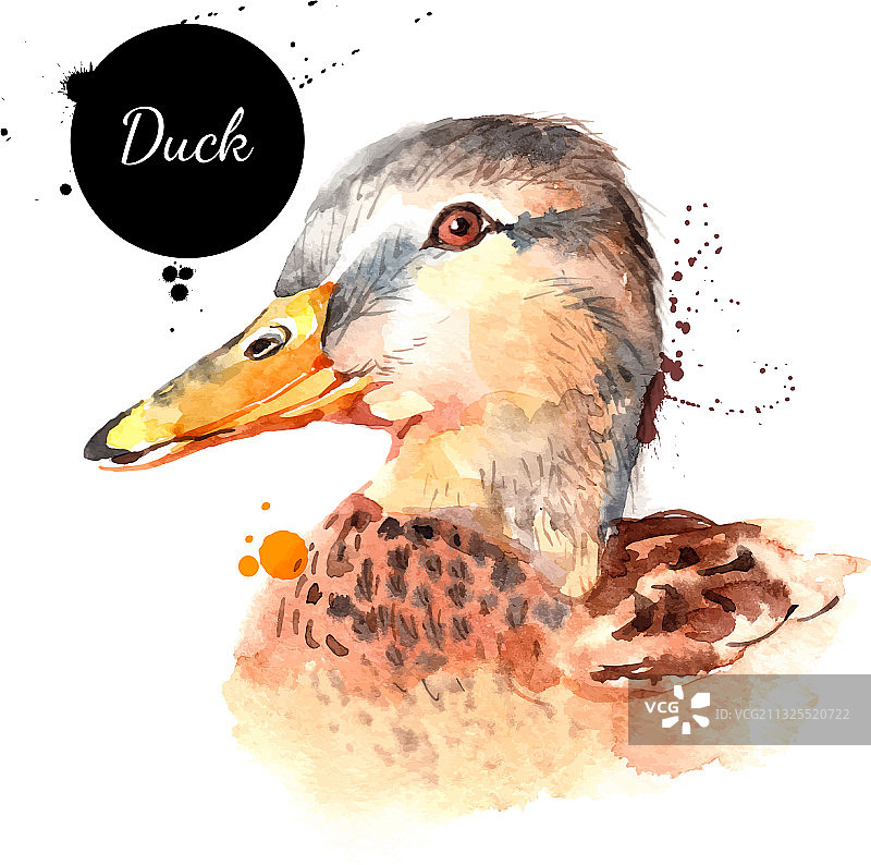 水彩手绘鸭头素描图片素材