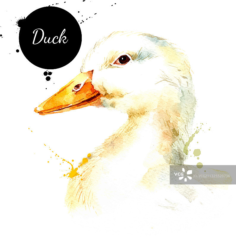 水彩手绘鸭头素描图片素材