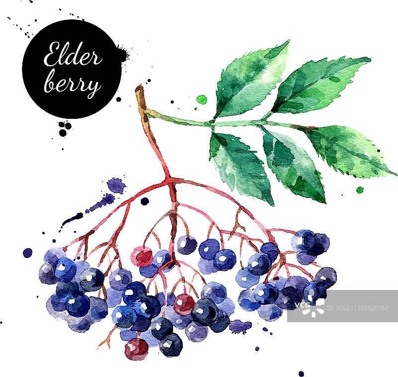 水彩手绘接骨木草图图片素材
