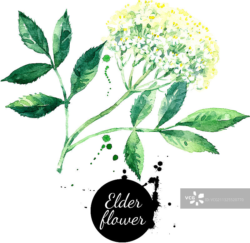 水彩手绘接骨木花图片素材