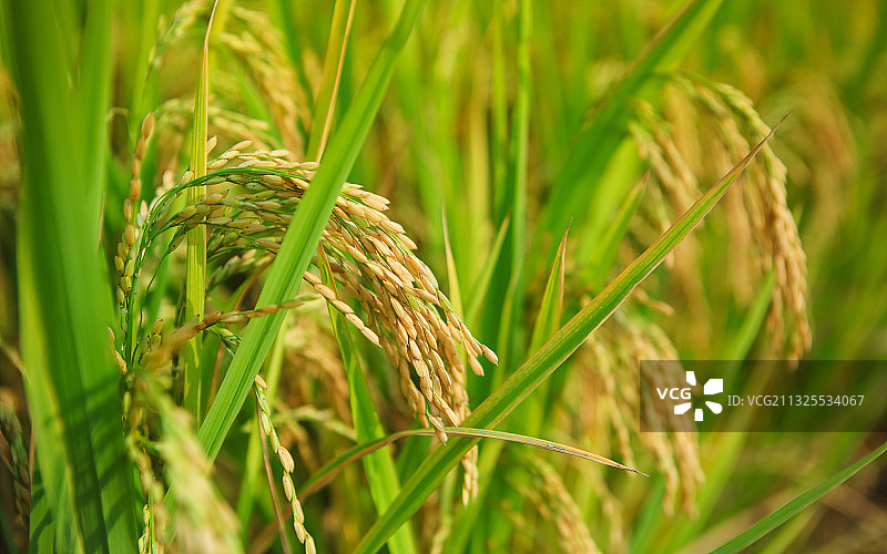 水稻稻穗特写图片素材