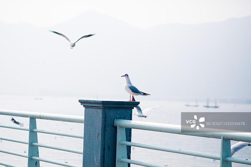 云南省昆明海埂大坝滇池海鸥图片素材