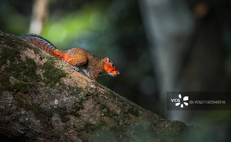 动物 松鼠图片素材