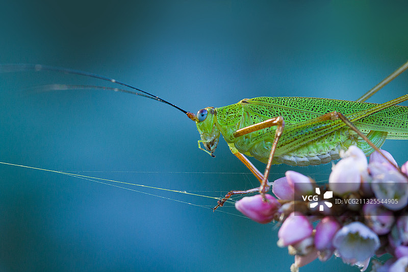 昆虫·螽斯图片素材