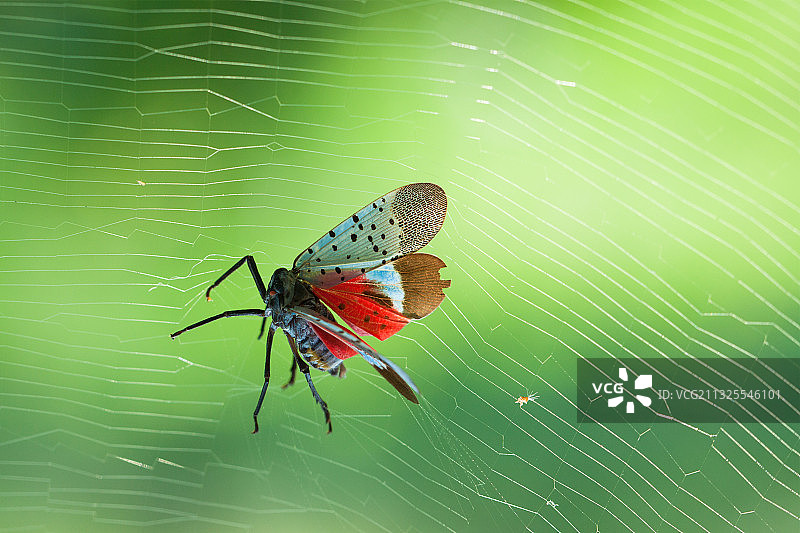 昆虫·蜡蝉图片素材