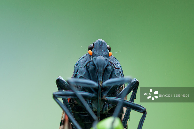 斑衣蜡蝉图片素材