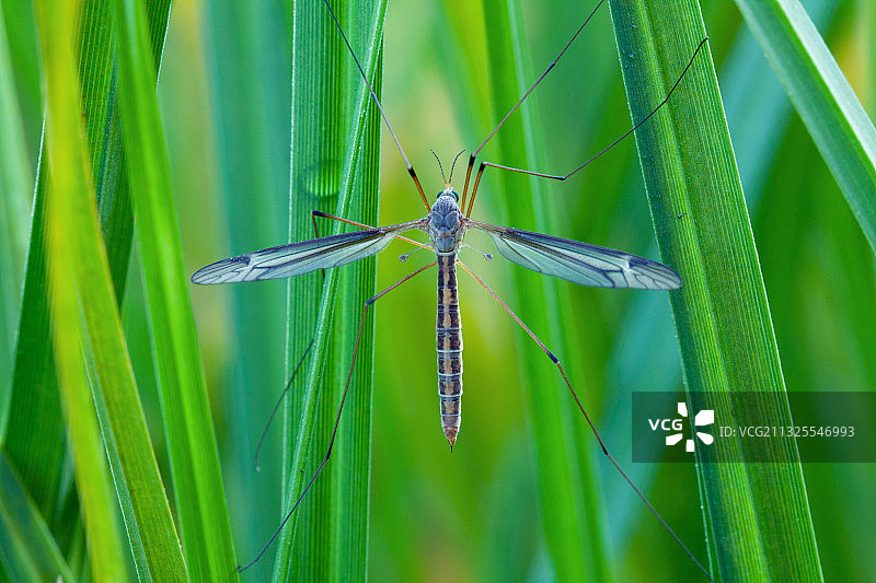 昆虫·大蚊图片素材