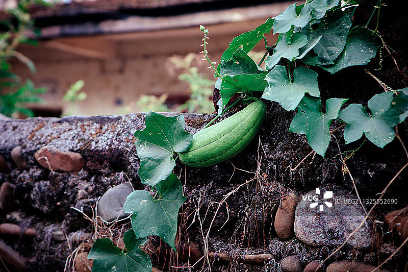 丝瓜图片素材