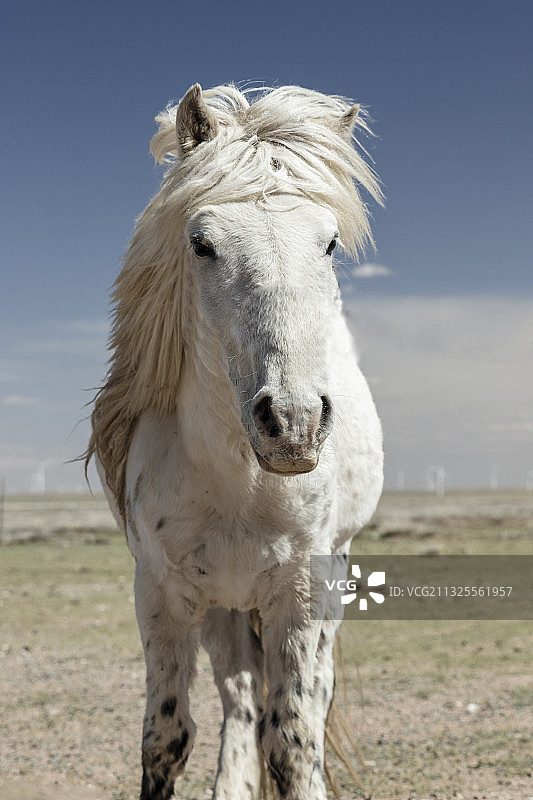 白马，蒙古马。图片素材