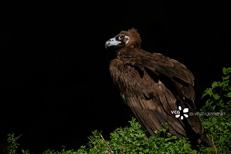 北京动物园秃鹫图片素材