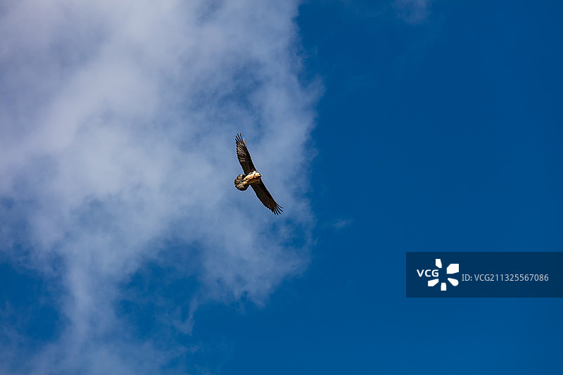 西藏山南市加查县飞翔的鹰图片素材