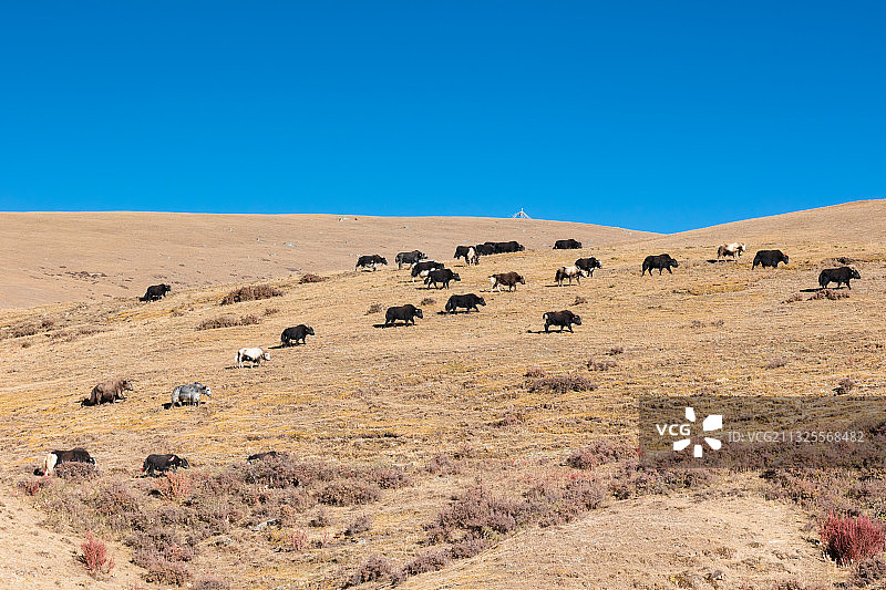 西藏山南市桑日县的风景图片素材