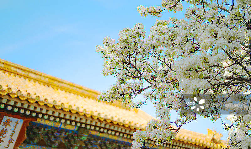 故宫博物院承乾宫的梨花图片素材