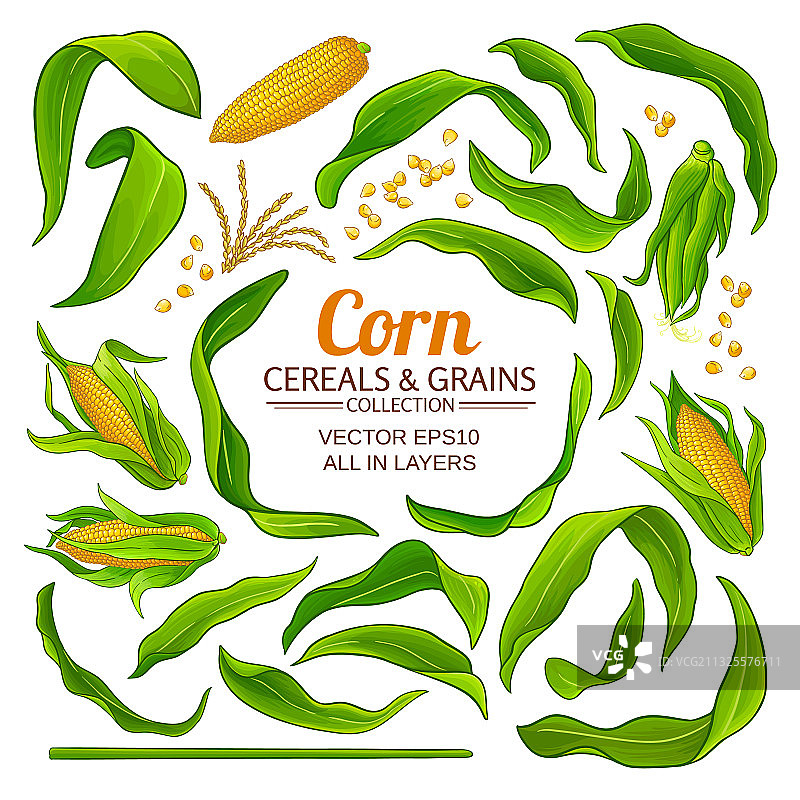 玉米元素合集图片素材
