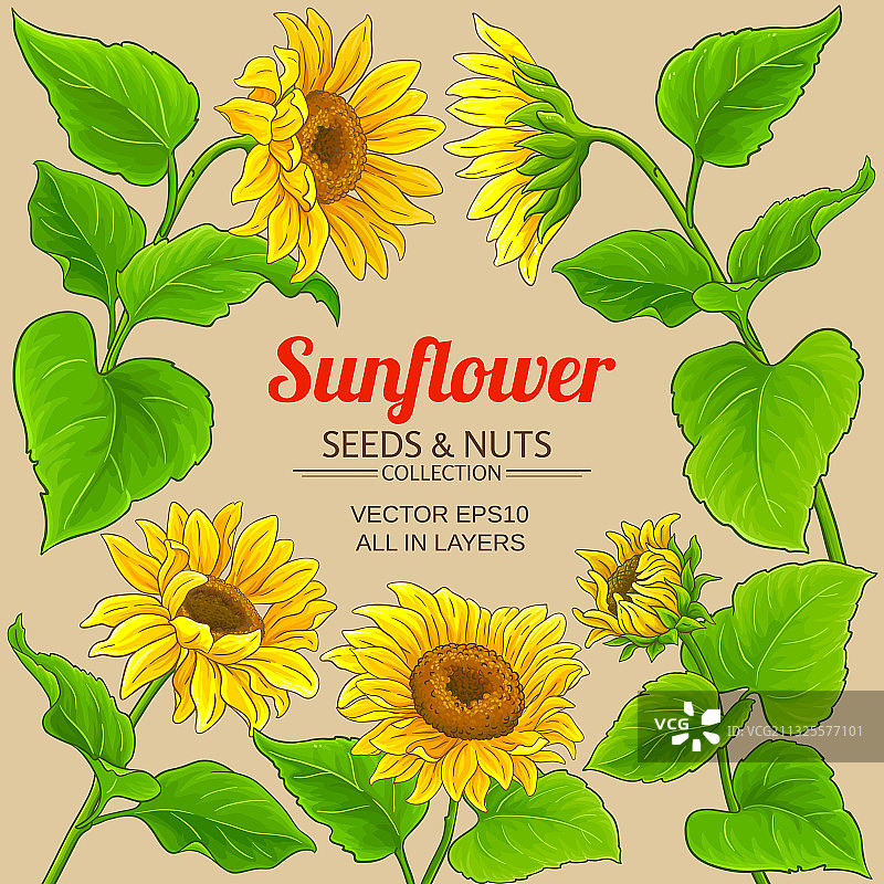 向日葵边框图片素材