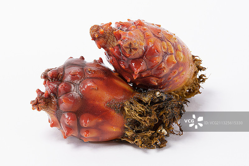 海鞘，白色背景图片素材