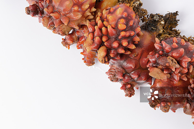 海鞘，白色背景图片素材