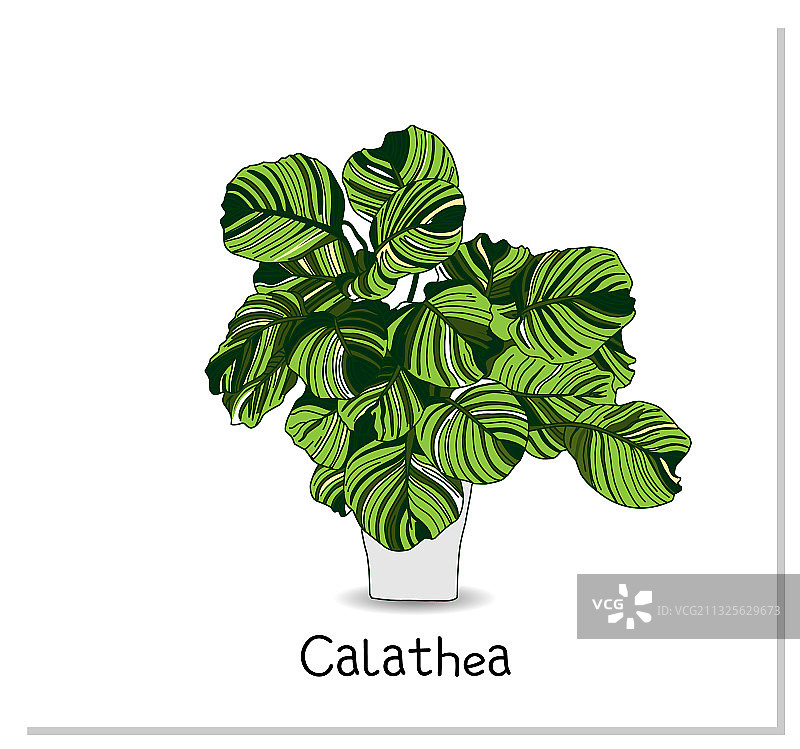 白色背景的竹芋盆栽图片素材