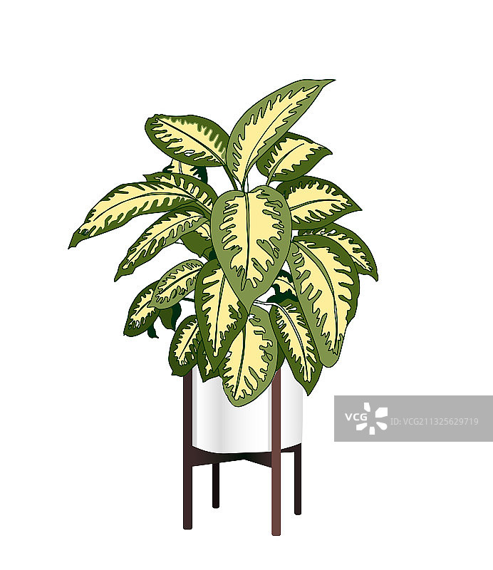 时尚的室内植物：花叶万年青图片素材