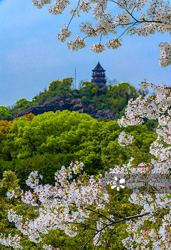 远眺辰山塔前有樱花中有森林后有蓝天图片素材