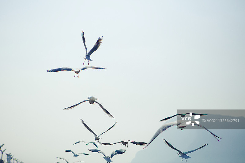 云南省昆明海埂大坝滇池海鸥图片素材
