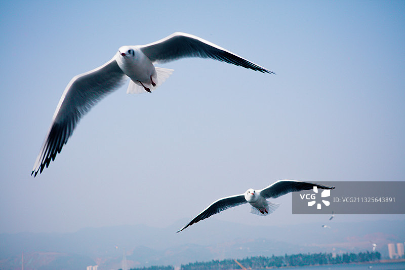 云南省昆明海埂大坝滇池海鸥图片素材
