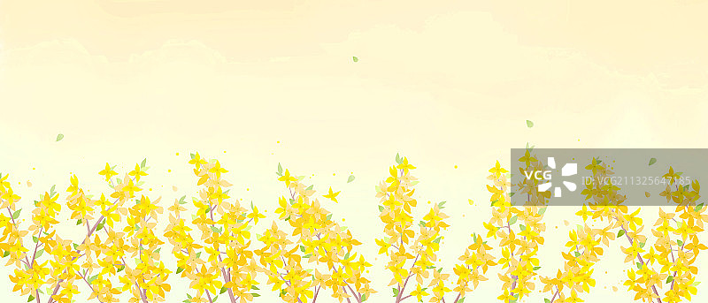 黄色连翘背景图片素材