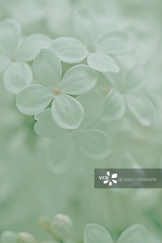 洁白的小花图片素材