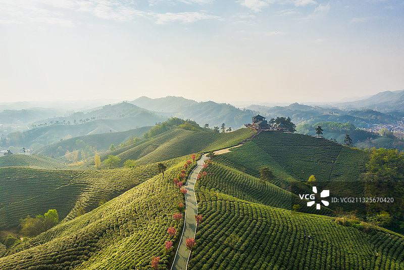河南信阳5A级旅游景区南湾湖畔浉河港茶园春季户外航拍图片素材