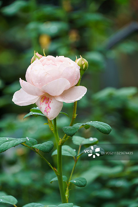 夏季户外盛开的单株淡粉色蔷薇近景图片素材