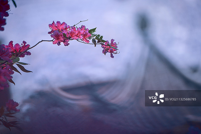 南京老门东的锦绣杜鹃图片素材