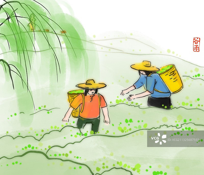 二十四节气春天谷雨西湖龙井茶叶采摘图片素材
