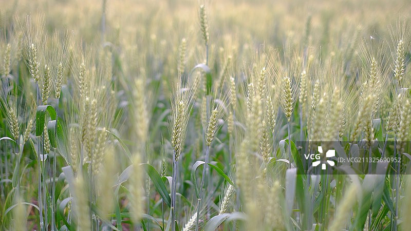 小麦小麦图片素材