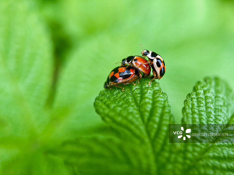 叠罗汉图片素材