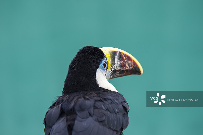 守望的巨嘴鸟图片素材