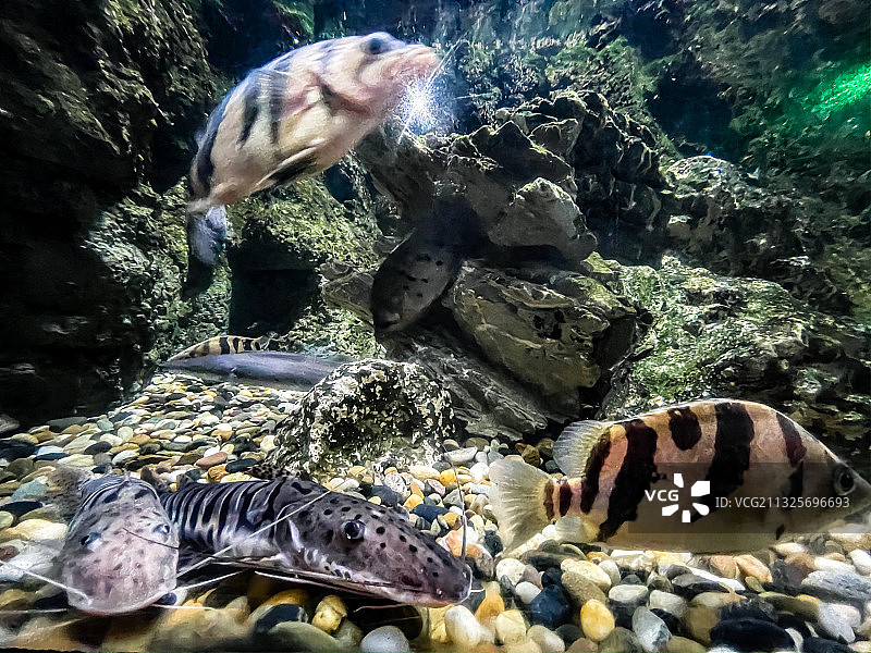 海洋公园海底世界图片素材