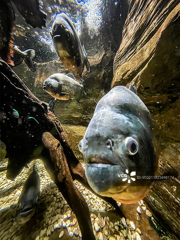 海洋公园海底世界图片素材