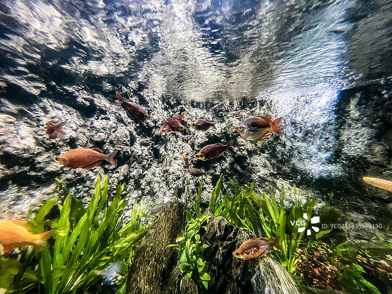 海洋公园海底世界图片素材