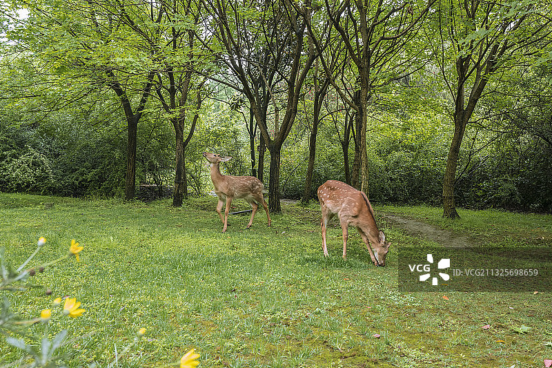 金沙遗址之梅花鹿图片素材